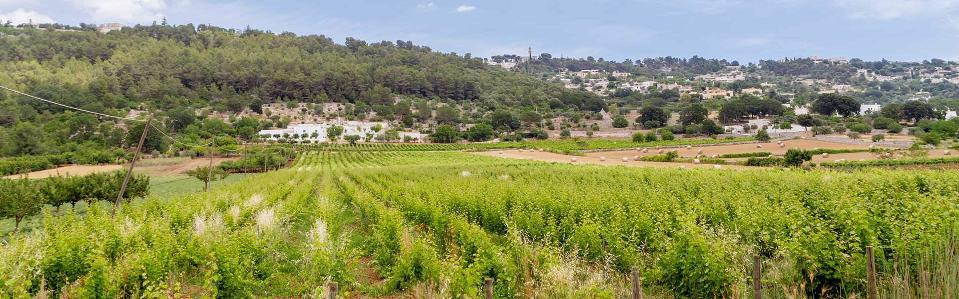 Giovanni Aielloâ€™s primitivo vines